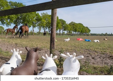 Rubber Inflatable Animal Toys, Are Watching A Herd Of Real Horses And Toy Animals In The Field. Three White Cows And One Brown Horse.