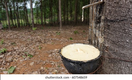 Rubber Latex Rubber Trees Stock Photo 607548659 | Shutterstock