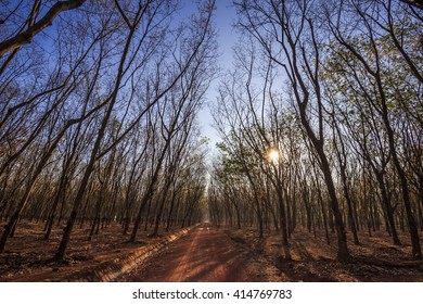 Rubber leaves falling
