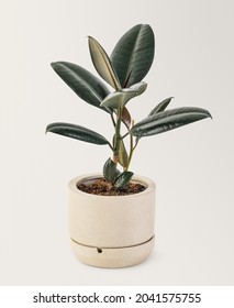 Rubber Plant In A Ceramic Pot