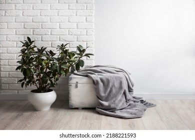 Rubber plant (Ficus elastica) in white flower pot and gray soft fleece blanket on white wooden box