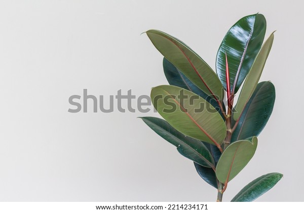 Rubber Plant,
Indian Rubber Tree, Ficus
Elastica.