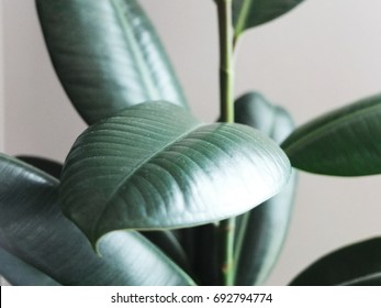 Rubber Plant Leaves