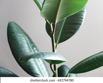 Rubber Plant Leaves