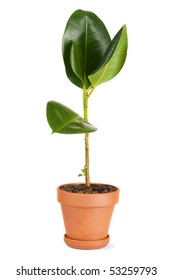 Rubber Plant In A Pot, White Background