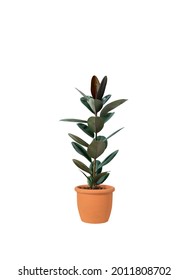  Rubber Plant It Is A Tree That Can Absorb Toxins. It Helps To Purify The Air In The Room As Well. Both Beautiful And Useful, Isolate And Clipping Path