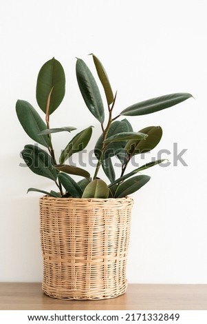 Rubber plant tree plant in wicker basket pot on wooden table and white wall. India rubber fig green leaves air purifier plant indoor minimal design. Ficus elastica Black Prince Black Knight.