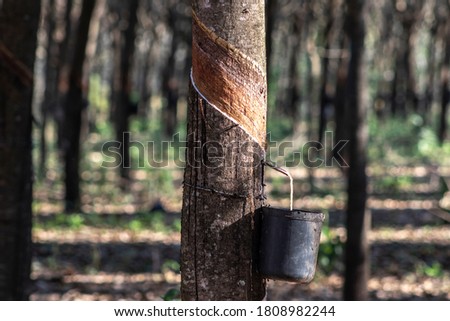 Rubber plantation for the extraction of latex, raw material in the manufacture of rubber, in Sao Paulo state, Brazil