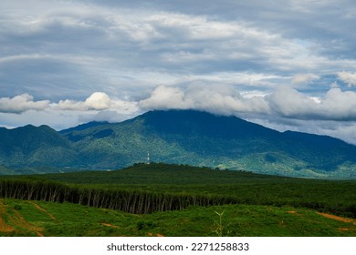 Rubber plantation farming area in the south of Thailand, Latex rubber, Para rubber tree garden