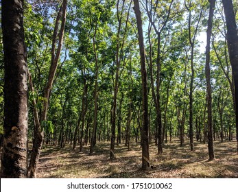 Rubber Plantation At Netravali Wildlife Sanctuary, Goa