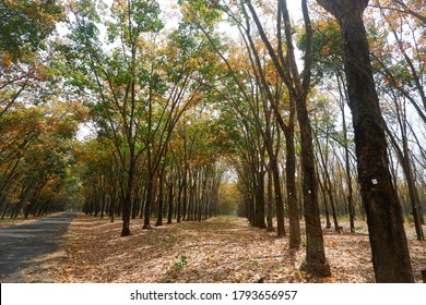 Rubber Plantation In Sragen, Central Java, Indonesia