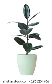 Rubber Plants Air Purification Trees, Vase, Plant, Flower, Flower, Rainy Season, Room, Hotel, Interior, Beautiful, Fresh, Tree, Wood, Flower, Ruber Plant, Office, Nature, Beadroom	