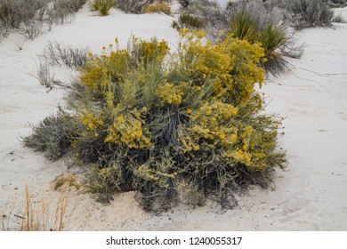 Rubber Rabbitbrush Growing In White Sands National Monument, New Mexico, USA