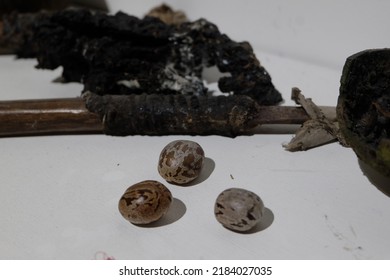 Rubber Seeds And Tools For Tapping Rubber Tree Sap.