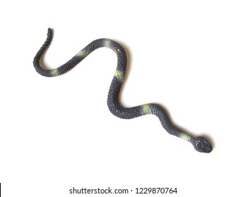 5,178 Toy snakes Images, Stock Photos & Vectors | Shutterstock
