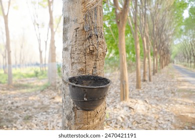 Rubber tapping, Tapping latex rubber tree, Rubber Latex extracted from rubber tree.
