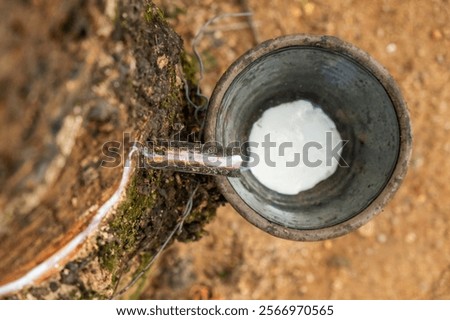 Rubber tapping process with latex dripping from a rubber tree into the cup, showcasing traditional rubber extraction and agricultural practices, Phuket, Thailand. Top view