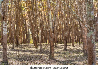 43,482 Forest rubber Images, Stock Photos & Vectors | Shutterstock