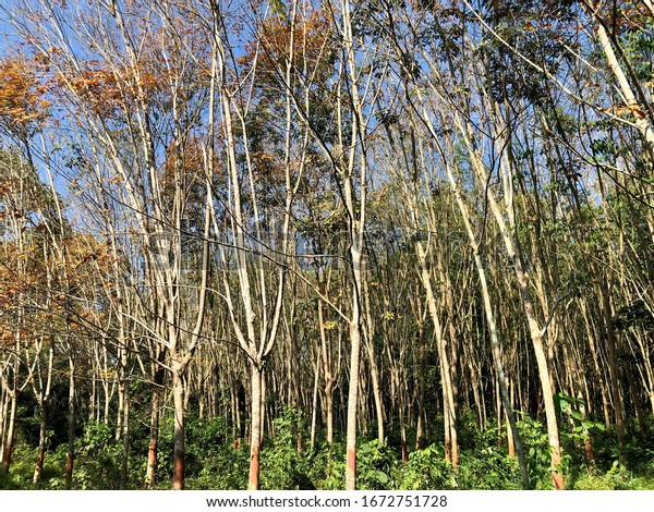 Rubber tree garden. Young rubber trees garden.\
Rubber jungle in south Thailand. Trees for cutting latex for use in\
the automobile industry. Rubber trees for tire industry. Thailand\
main goods.