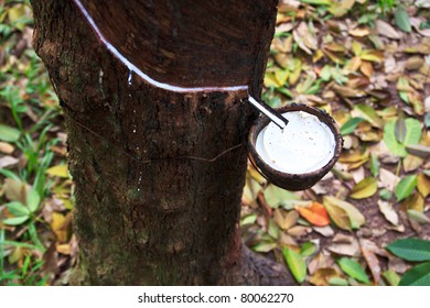 The Rubber Tree Get Some Latex.