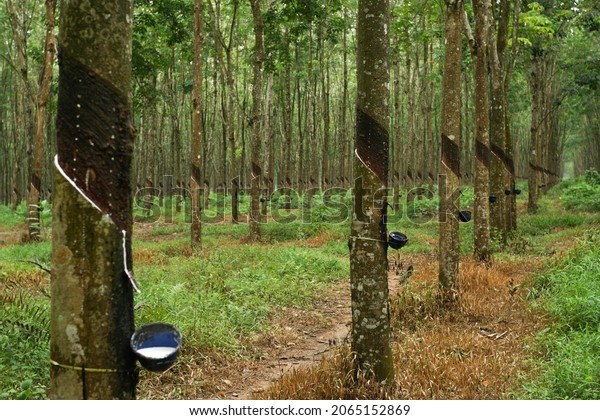 rubber tree industrial\
forest. rubber plantation, rubber latex storage container, located\
in Indonesia