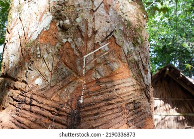 Rubber Tree - Latex Tree In The Amazon Rainforest