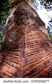 Rubber Tree - Latex Tree In The Amazon Rainforest