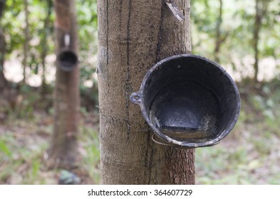 Rubber Tree Latex Background Nature Plant Stock Photo 364607729 ...