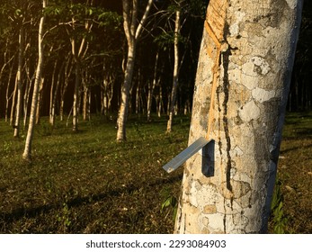 Rubber tree, latex rubber plantation and tree rubber with sunbeam in southern Thailand