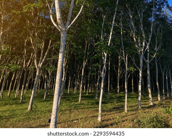 Rubber tree, latex rubber plantation and tree rubber with sunbeam in southern Thailand