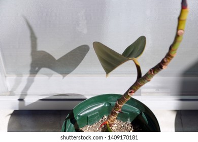 Rubber tree leaf reflected in the screen door