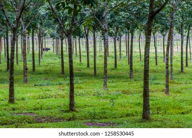 Rubber Tree Plantation Near Srimangal 260nw 1258530445 