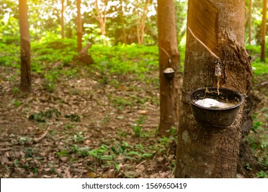 Rubber tree plantation. Rubber tapping in rubber tree garden in Thailand. Natural latex extracted from para rubber plant. Latex collect in plastic cup. Latex raw material. Hevea brasiliensis forest. 