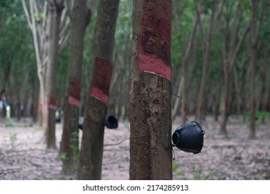 Rubber Tree With Plastic Pot Held Up. Latex Where There Is No Flow. With Many Rubber Trees In Plantation.