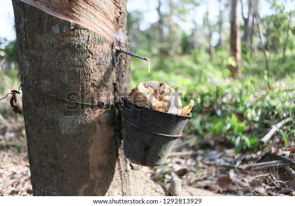 pokok getah in english