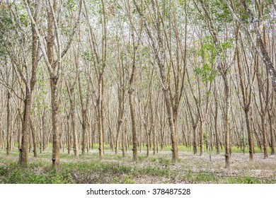 rubber trees