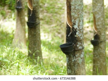 rubber trees