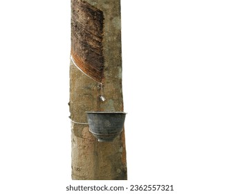 Rubber trees and containers for putting rubber juice  Isolated on a white background.
