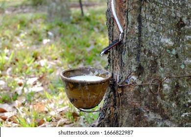 Rubber Trees Latax Cup Product Stock Photo 1666822987 | Shutterstock