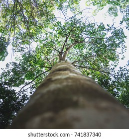 Rubber Trees Low Angle