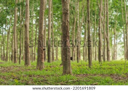 Rubber trees in rubber plantations of farmers in Thailand, Southeast Asia.