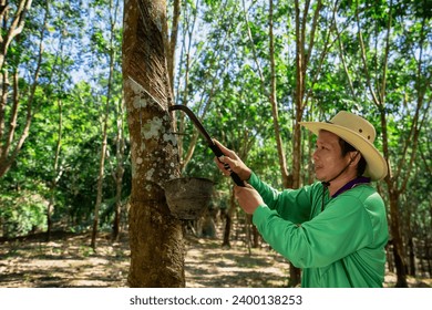 A Rubber trees and plastic bowls in a rubber plantation. A rubber technician expertly tapping rubber trees to collect their precious latex.