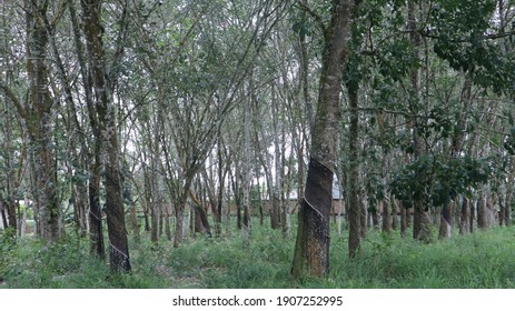 Rubber Trees Riau Indonesia Stock Photo 1907252995 | Shutterstock