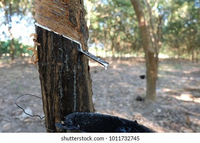 rubber trees was slits