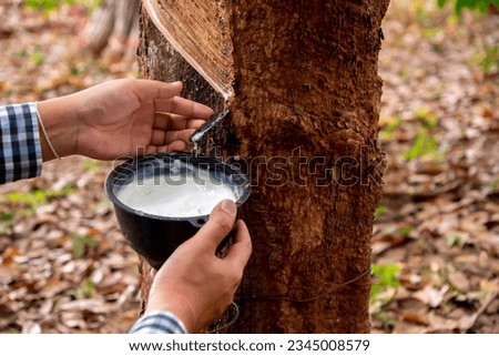 Rubber worker expertly taps the rubber tree, collecting its valuable liquid latex.