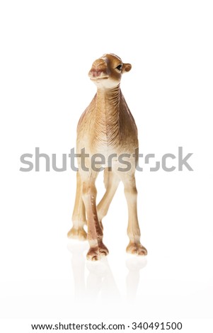 A rubber(plastic) toy of camel front side view isolated white.