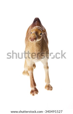 A rubber(plastic) toy of camel front side view isolated white.