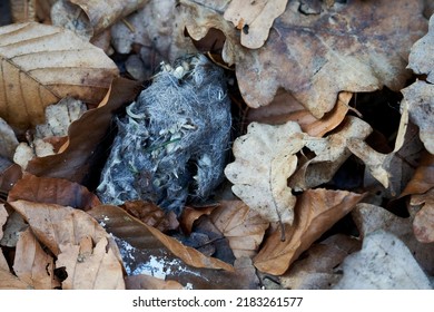 Rubble (Gewölle) Of A Bird Of Prey Between Foliage. Spitball Of Eagle Owl. Undigested Food Residues.