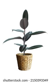 Ruber Plant In Wicker Basket Vase Dicut Png With Line Path 