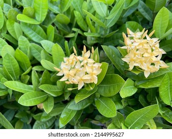 The Rubiaceae A Family Of Flowering Plants, Commonly Known As The Coffee, Madder, Or Bedstraw Family